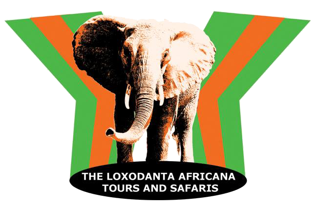 Loxodanta Africana tours & Travel