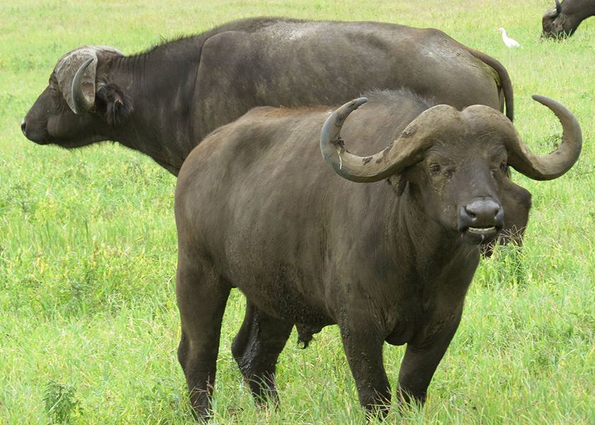 Northern Tanzania Safari | 4 Days 3 Night