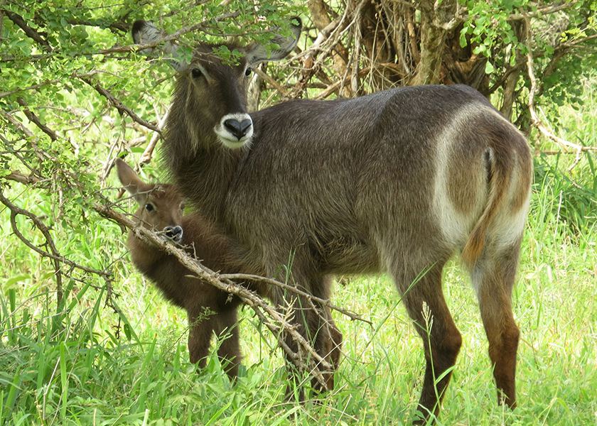 Northern Tanzania Safari | 6 Days 5 Night