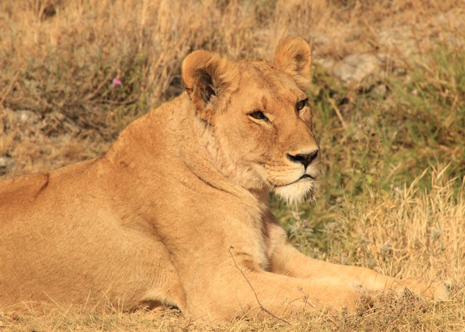 Northern Tanzania Safari | 8 Days 7 Night