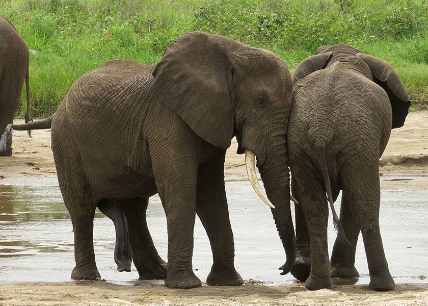 Northern Tanzania Safari | 9 Days 8 Night