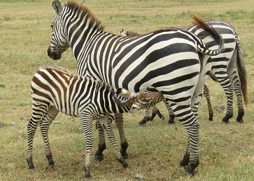 Northern Tanzania Safari | 4 Days Oldonyo-Lengai Trekking